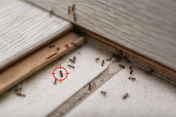 Best Pest Removal Services  in Dupo, IL