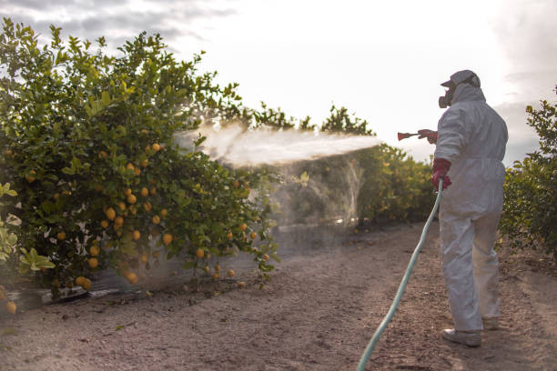 Best Wasp Removal Services  in Dupo, IL