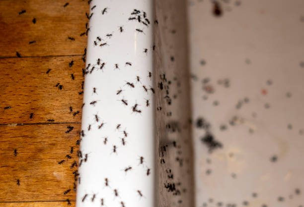 Best Insect Control  in Dupo, IL