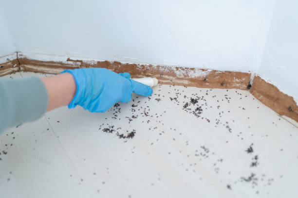 Best Termite Control Services  in Dupo, IL